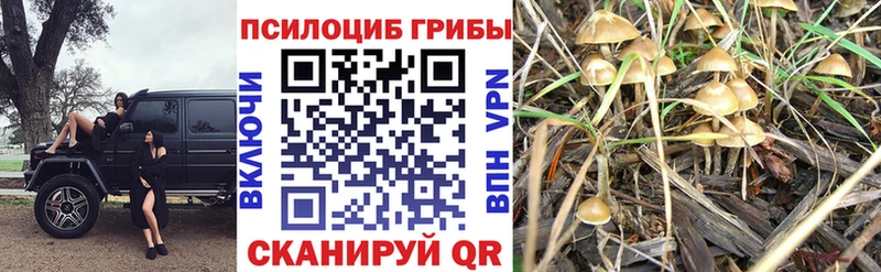 Галлюциногенные грибы Cubensis  Ельня 
